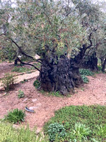 #30 Mt of Olives - Gethsemene
